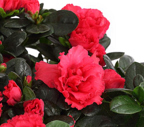 Zimmerazalee - Rhododendron simsii,