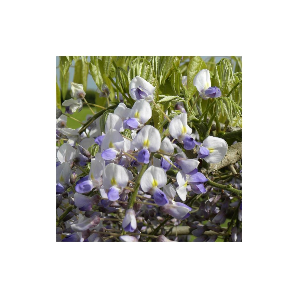 Glycine du japon floribunda/wisteria floribunda[-]pot de 1,5l - tuteur bambou 30/60 cm