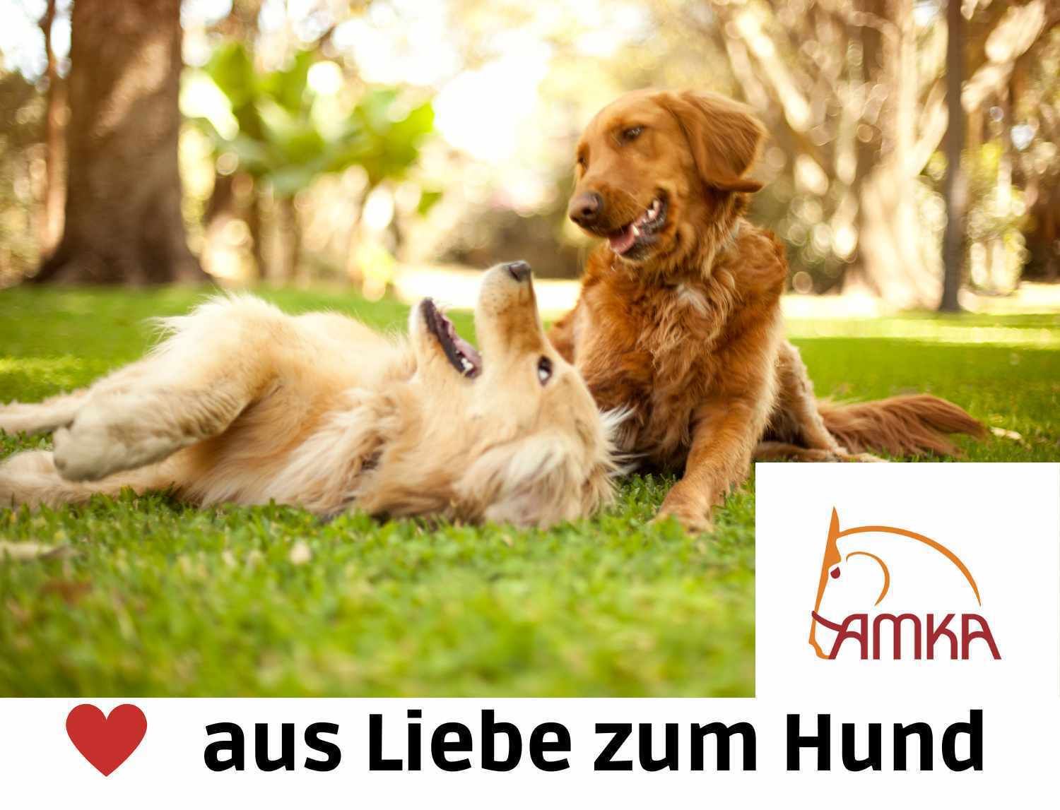 Weaver Hundehalsband Diamonte