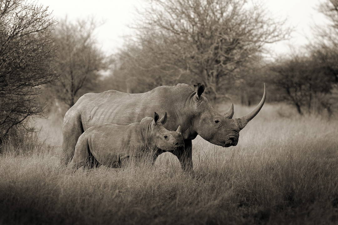 White Rhino Mother with Baby by Horst Klemm - Limited Edition. Edition of: 150. Signed.
