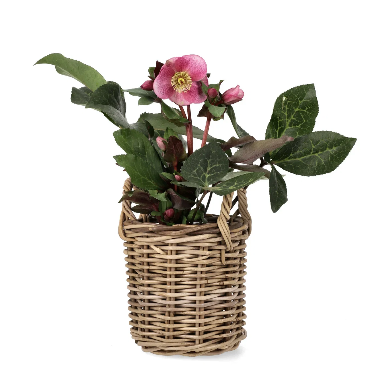 Helleborus ANNA'S RED ('Abcrd02') Julerose 'Anna's Red' Ø15 cm
