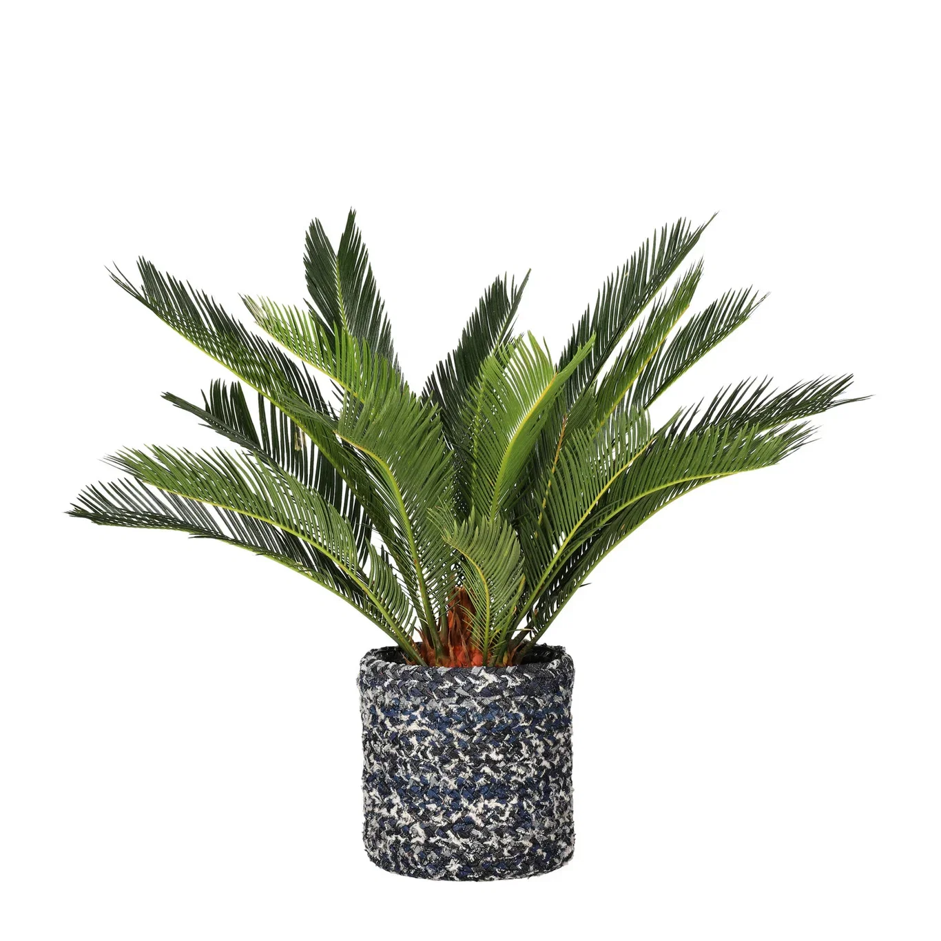 Cycas revoluta Konglepalme Høyde 65 cm