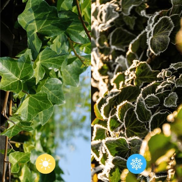 Hedera Hibernica – Efeu Fertighecke – Höhe ca. 180cm – Immergrüne Hecke – dichter Sichtschutz & sofortige Privatsphäre für Garten & Terrasse