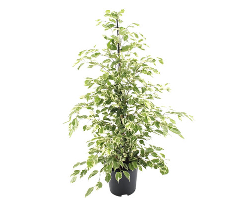 Ficus benjamina 'Twilight' (FloraSelf) ca. 110 cm hoog, potdiameter 21 cm