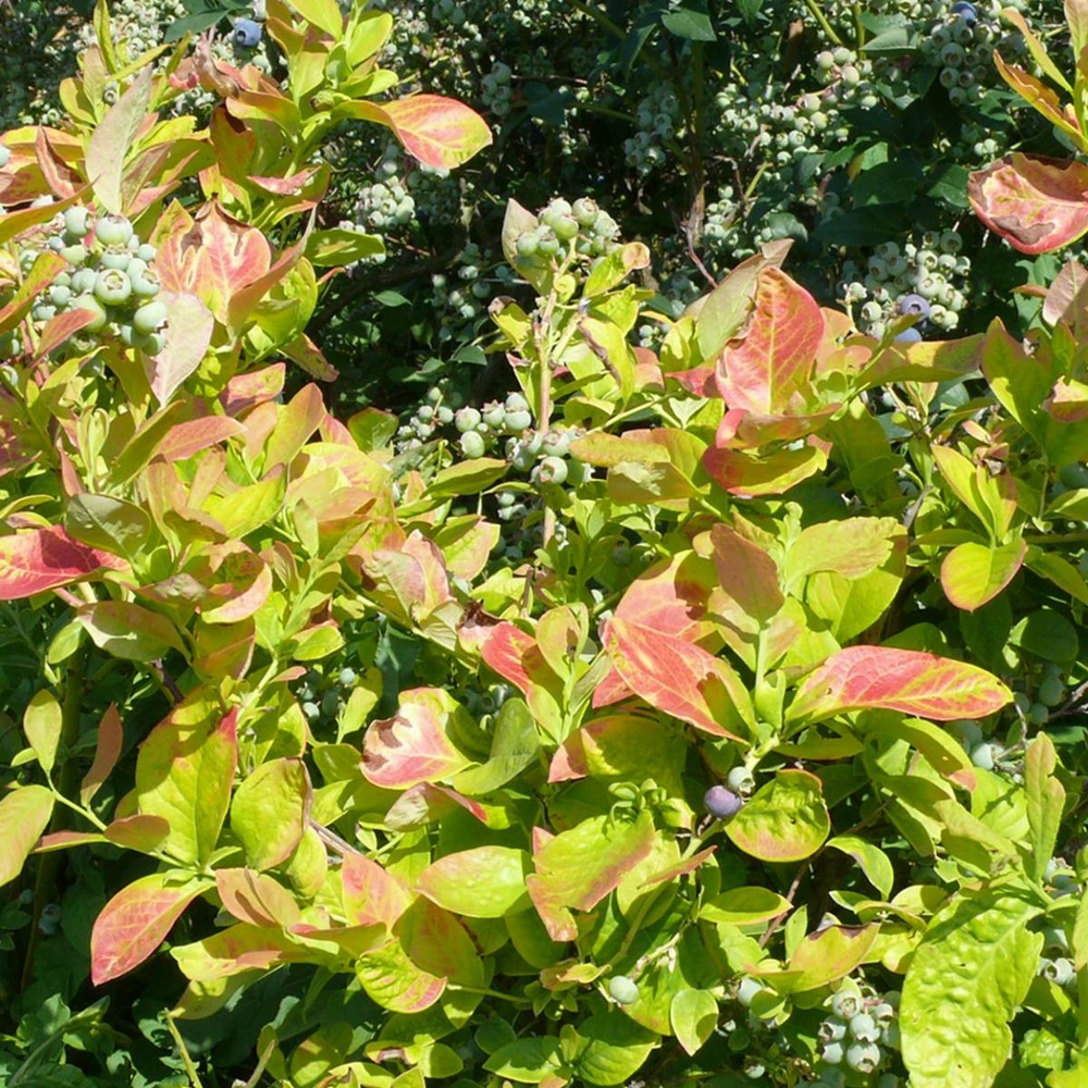 Myrtille corymbosum yello!belloblue® 'andval1601'/vaccinium corymbosum yello!belloblue® 'andval1601'[-]pot de 3l - 20/40 cm