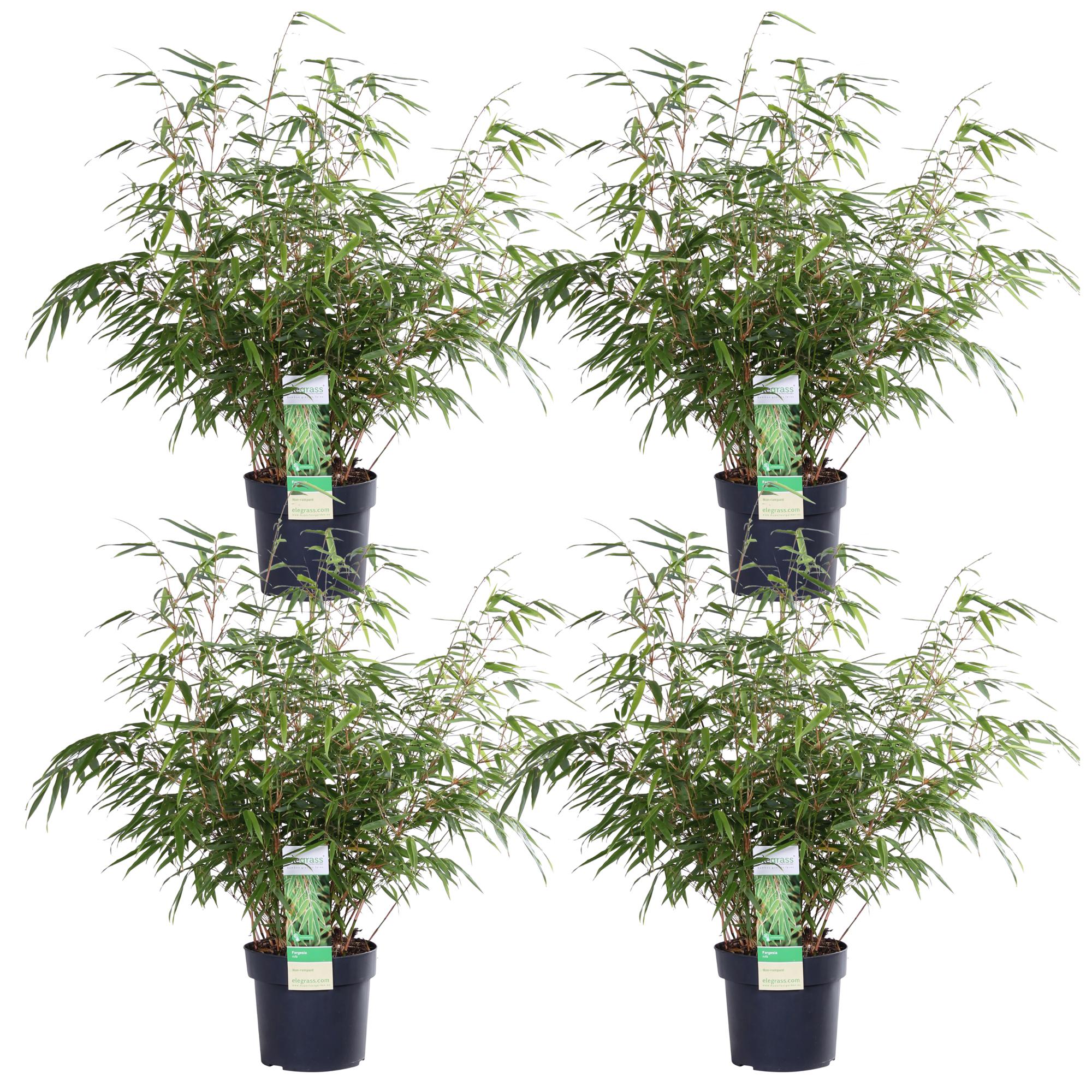 Bambou rufa - lot de 4