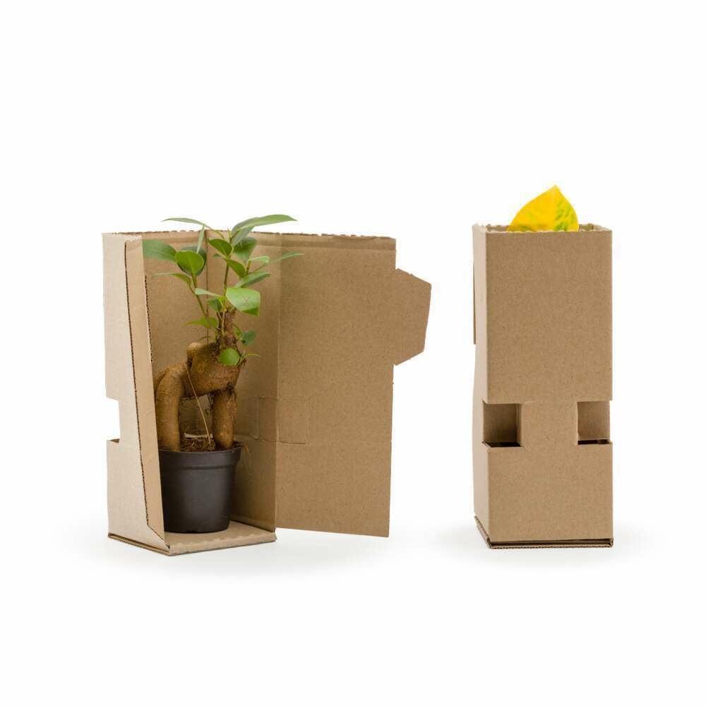 Terra kit - bonbonne m ginseng