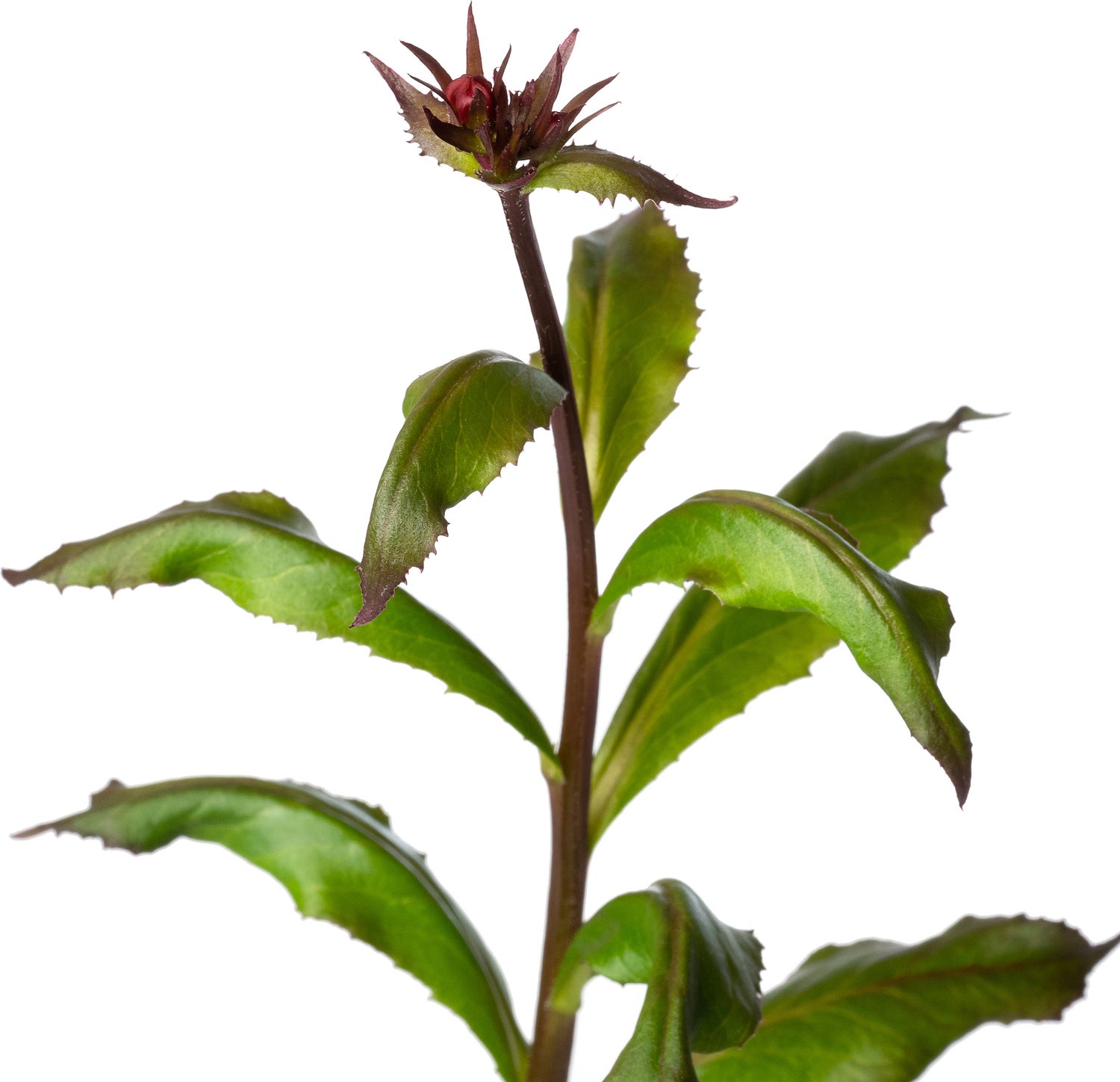 Lobelia (Lobelia speciosa 'Fan Red') D 11 H 70 cm