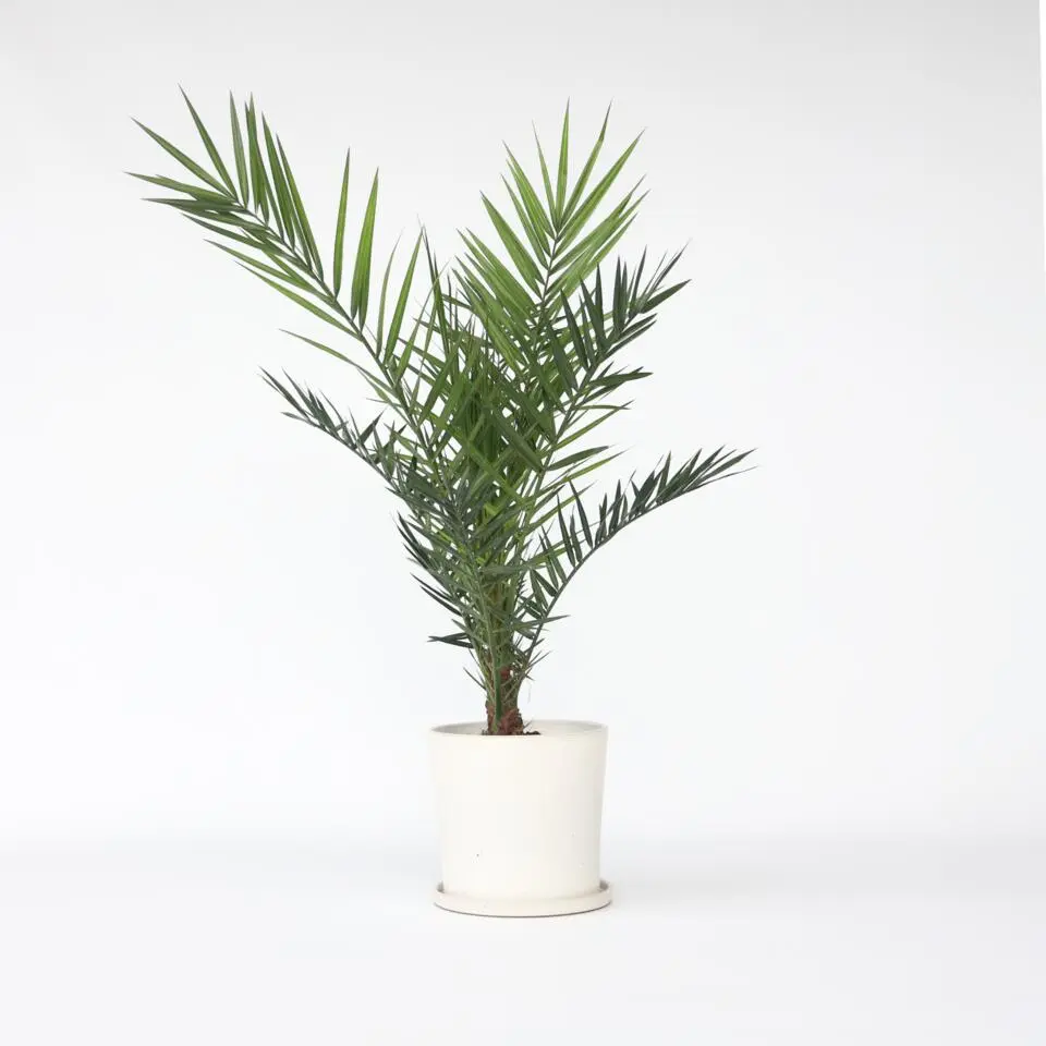 Canarische Dadelpalm - Phoenix canariensis - Hoogte 80-100cm - ⌀19cm
