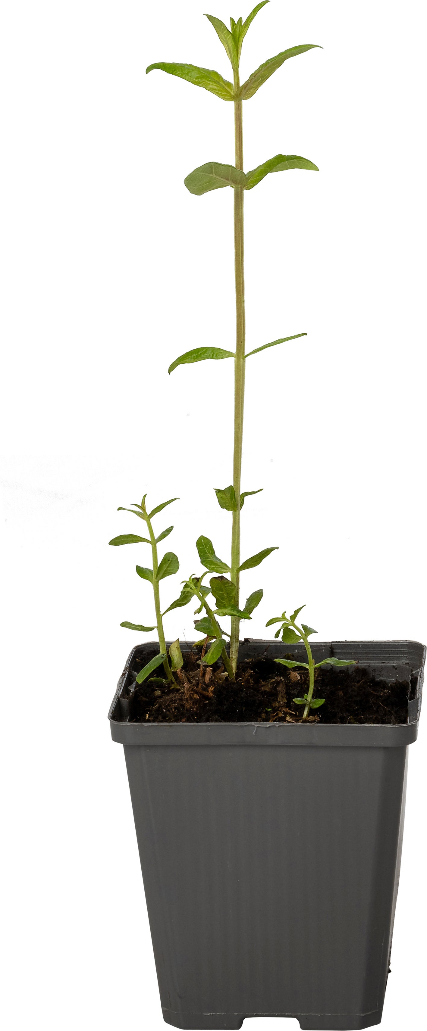 Grote Kattenstaart (Lythrum salicaria) D 9 H 10 cm