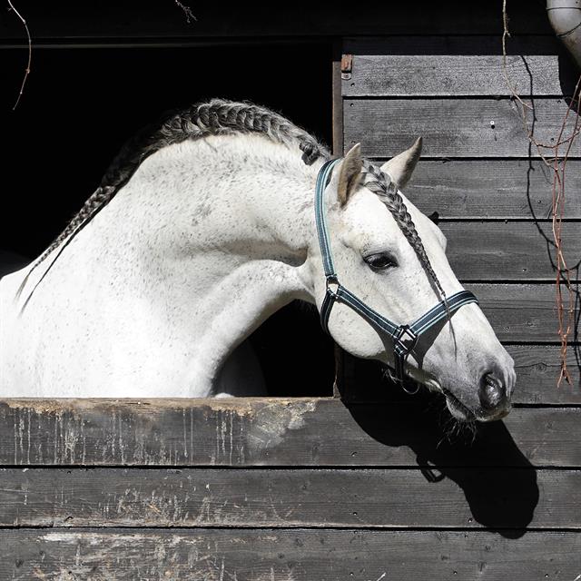 Halster HORSEGEAR Zari Donkergroen