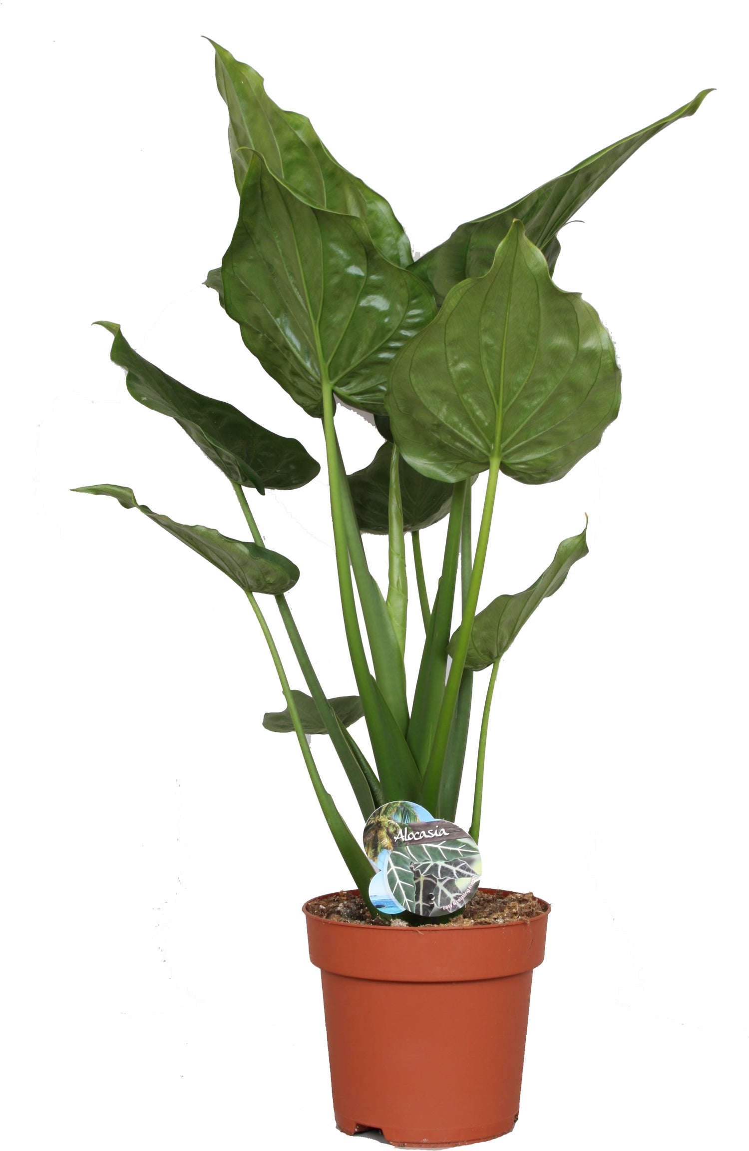 Olifantsoor (Alocasia cucullata) D 24 H 100 cm