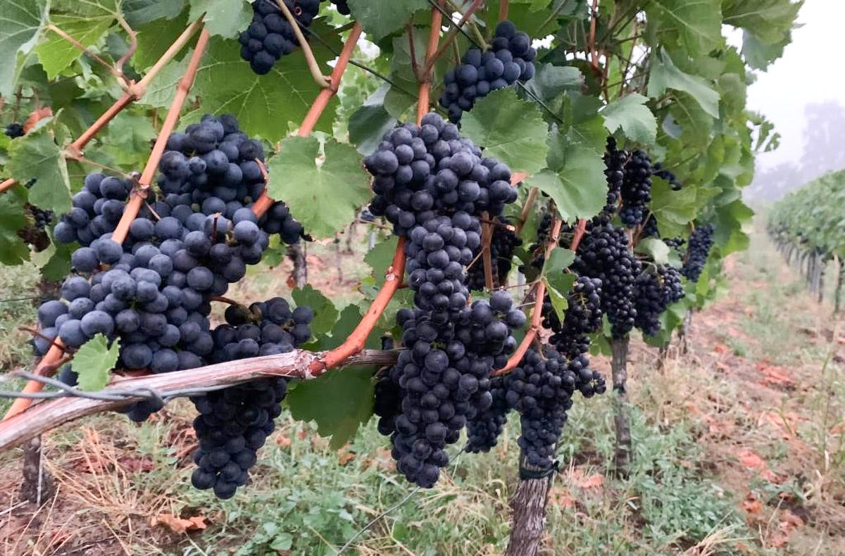 Wein Tasting München (Bayerische Tapas)
