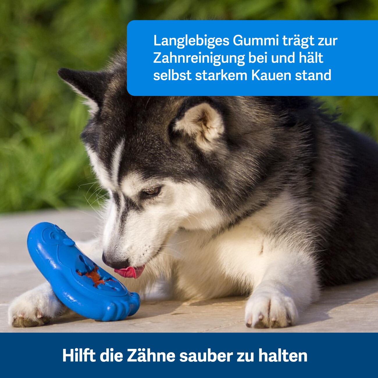 PetSafe Tiefkühlgeeignetes Snackspielzeug für Hunde Gefrier-Pinguin blau S