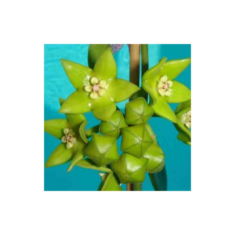 Hoya obtusifolioides (fleur de porcelaine, fleur de cire) vert - taille pot de 2 litres - 20/40 cm
