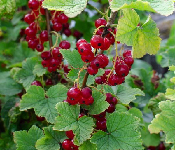 Bio Rote Johannisbeere 'Ribest® Lisette®'