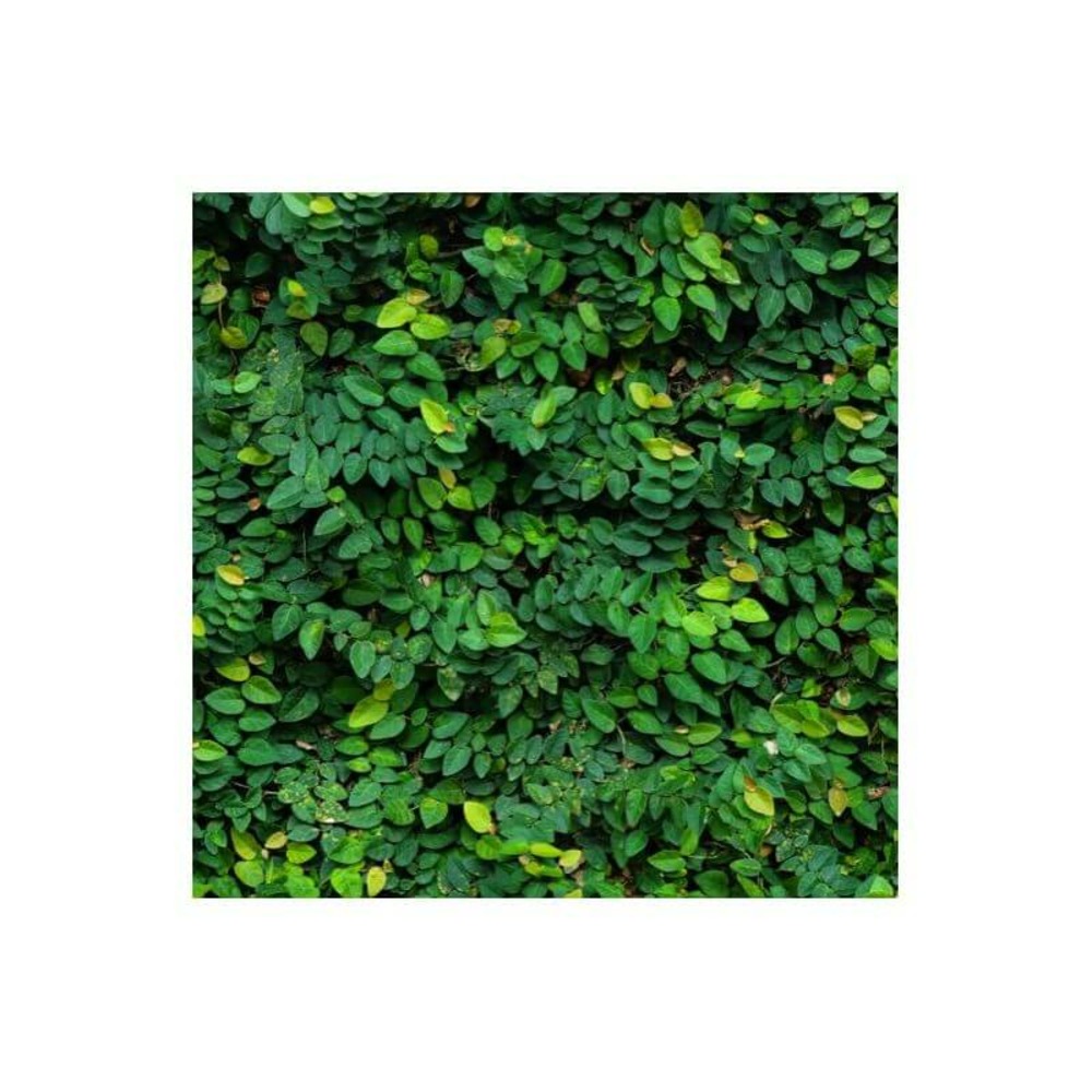 Figuier rampant (ficus pumila) - godet 9cm