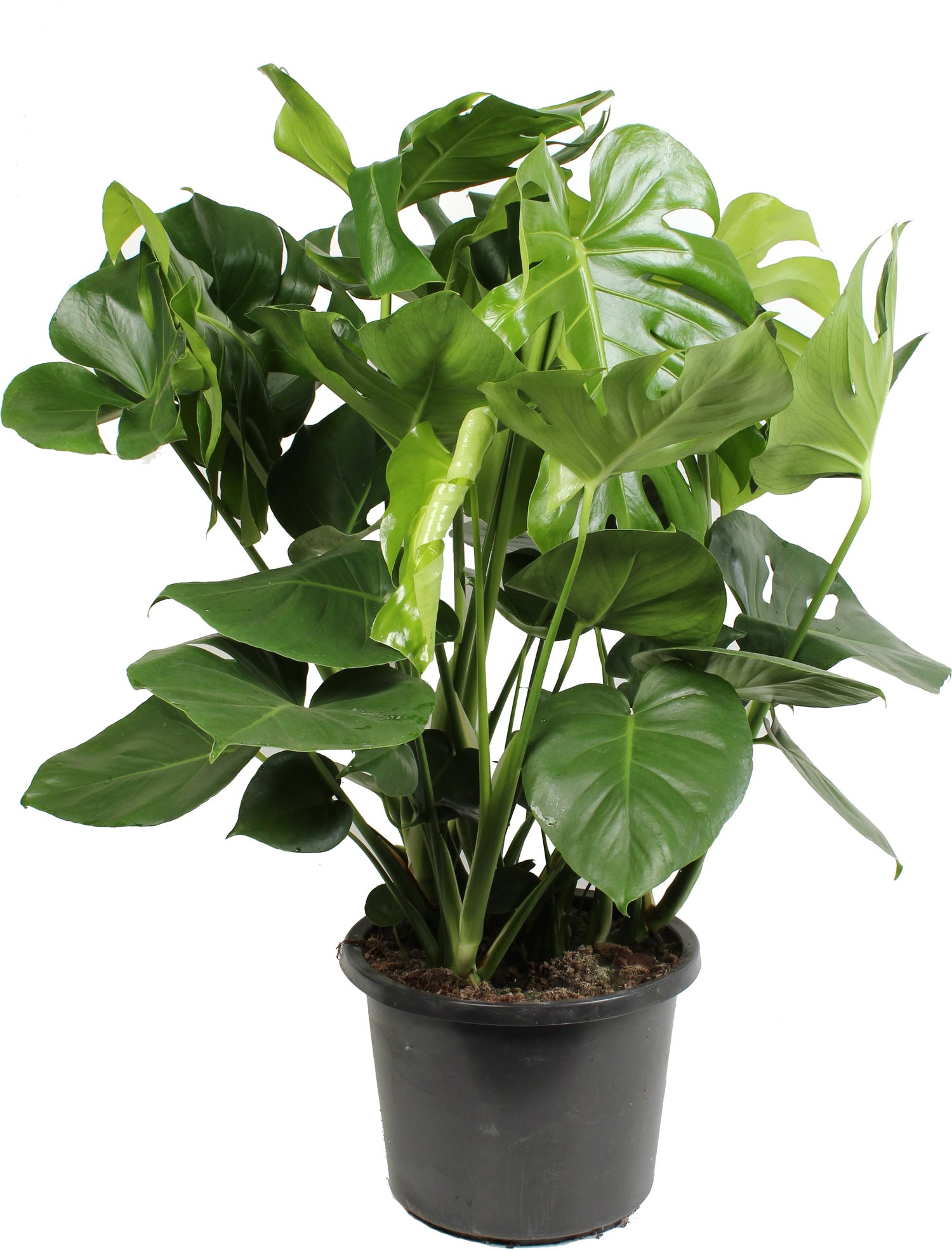 Gatenplant (Monstera deliciosa) D 32 H 80 cm