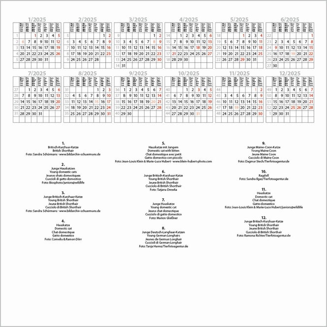 Kalender - 2025 - Cats