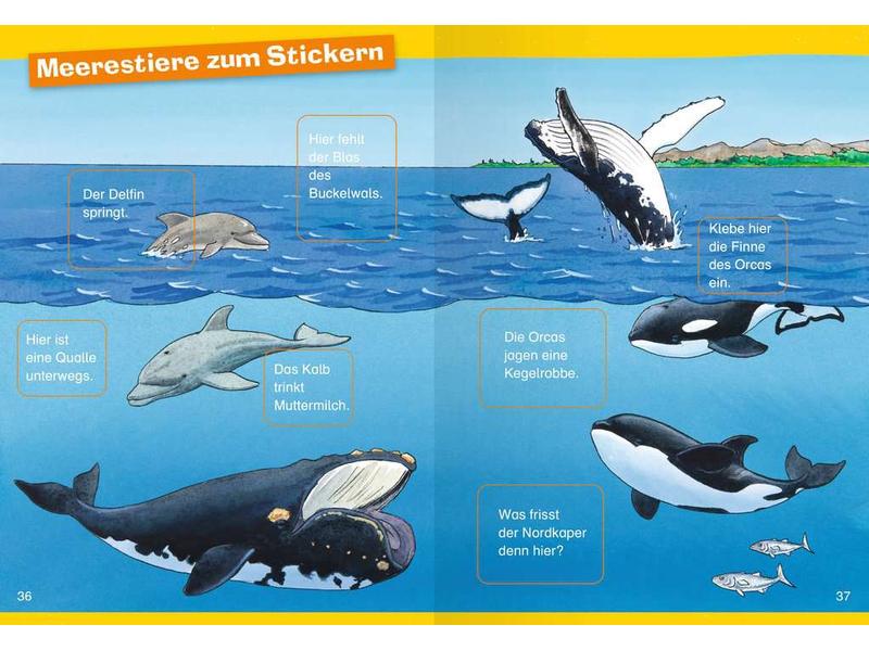 Ravensburger Kinder-Sachbuch WWW Erstleser: Wale und Delfin Spielerisch lesen lernen