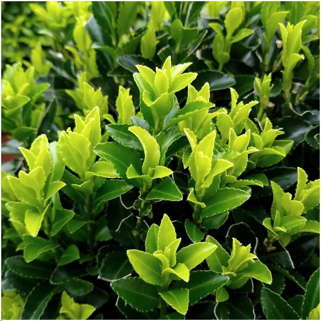 Euonymus japonicus 'green spire' - lot de 6