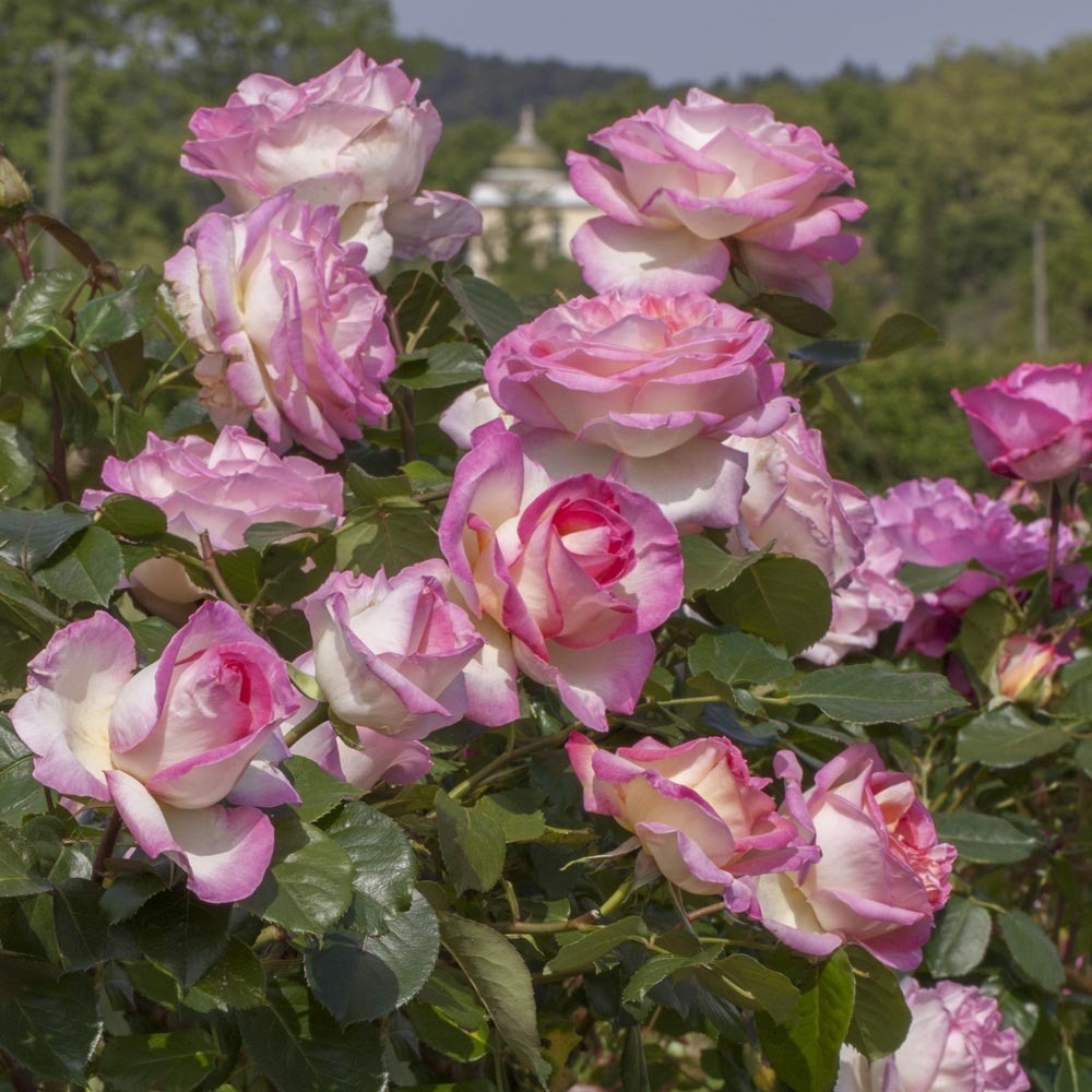 Rosier grimpant princesse de monaco ® meibergamu sans motte