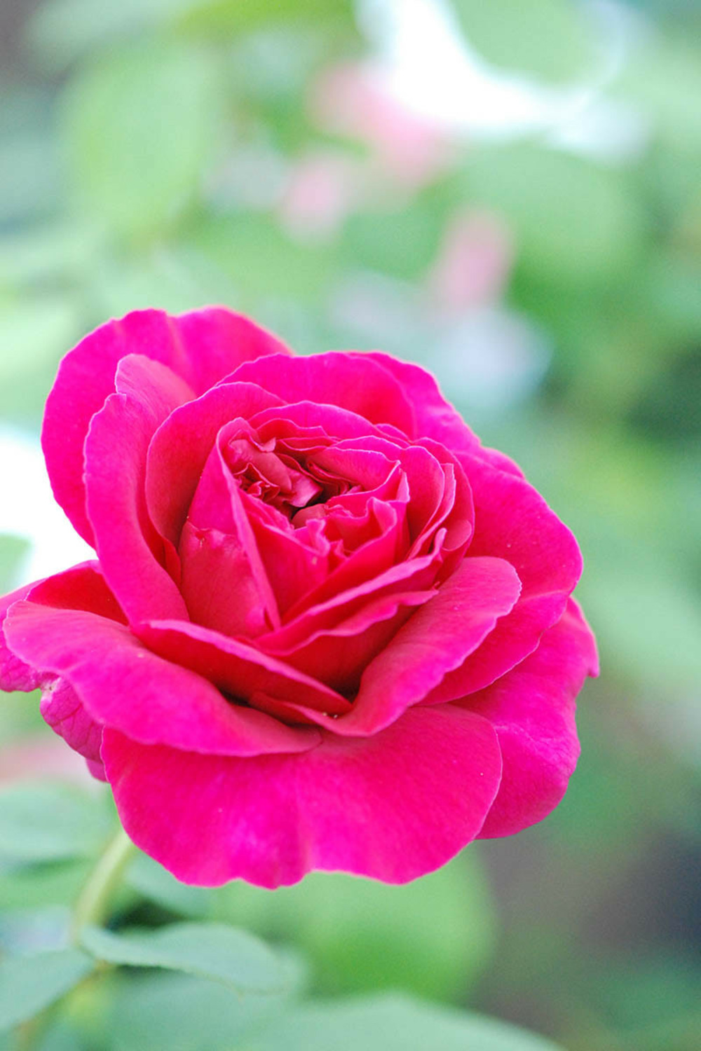 Rosier david austin 'thomas beckett' ? - 5l