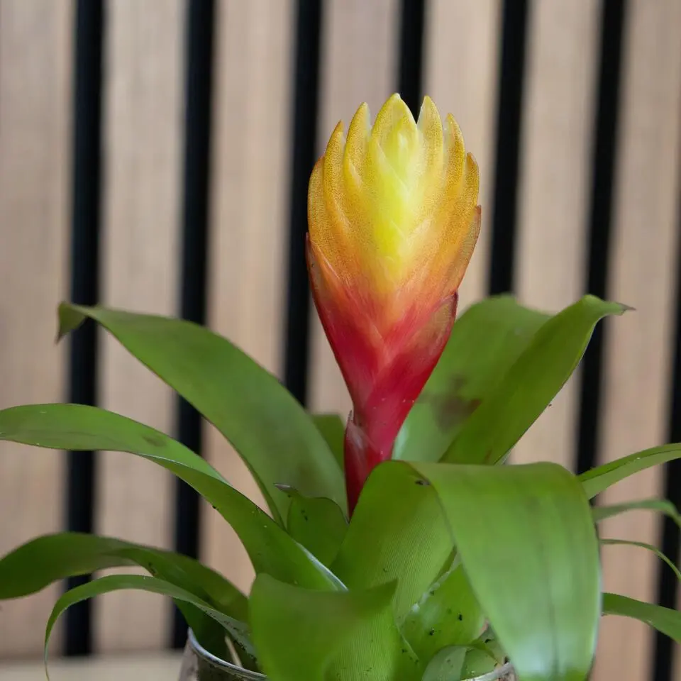 Tillandsia Vriesea 'Dorado' - Set van 3 - Hoogte 15-25cm - ø7cm