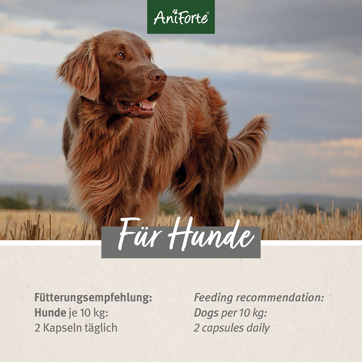 AniForte Teufelskralle Kapseln