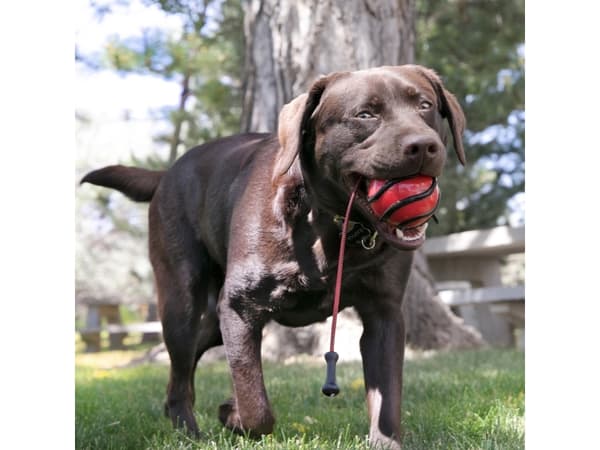 KONG Wavz Bunjiball 40cm