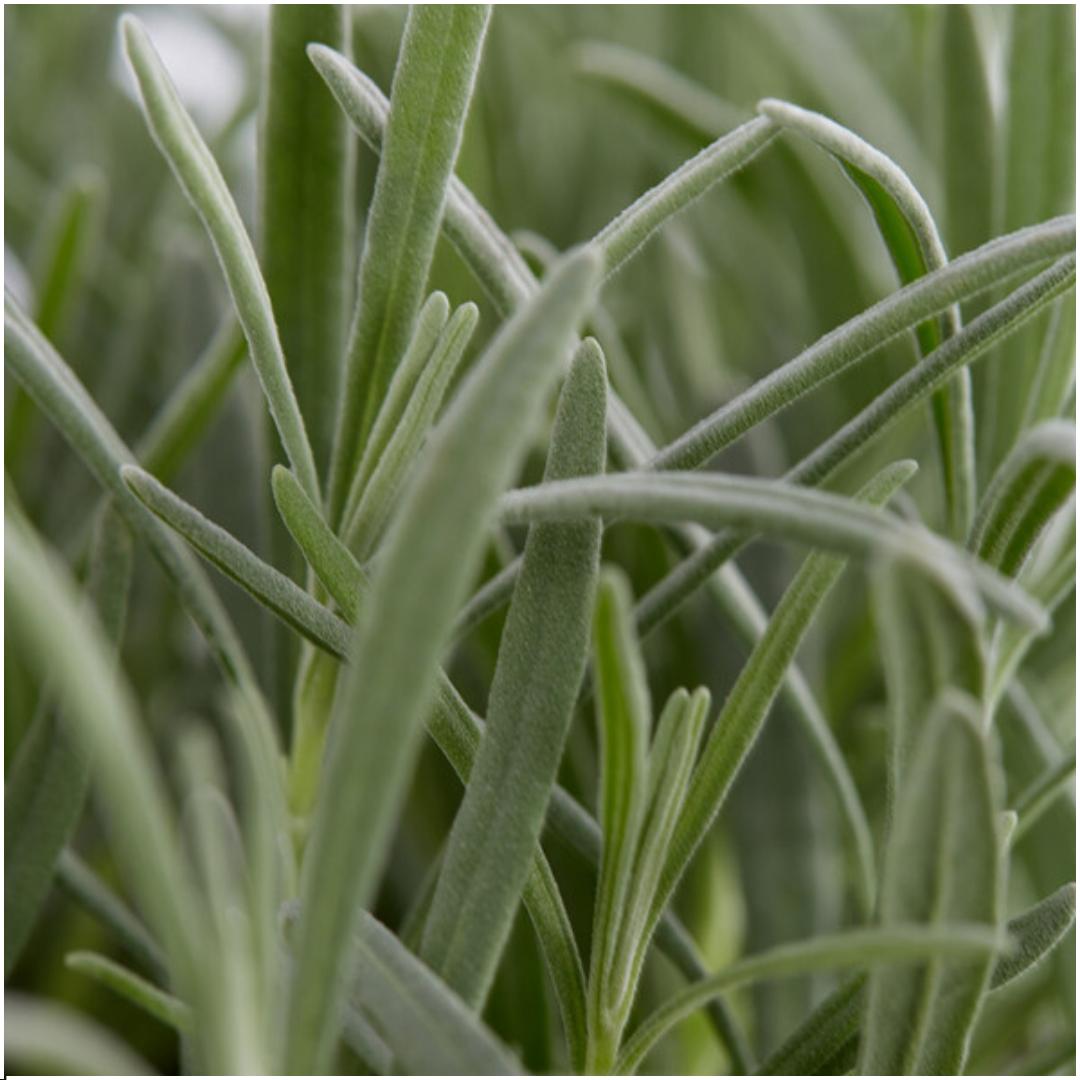 Lavande angustifolia - 8 packs de 6