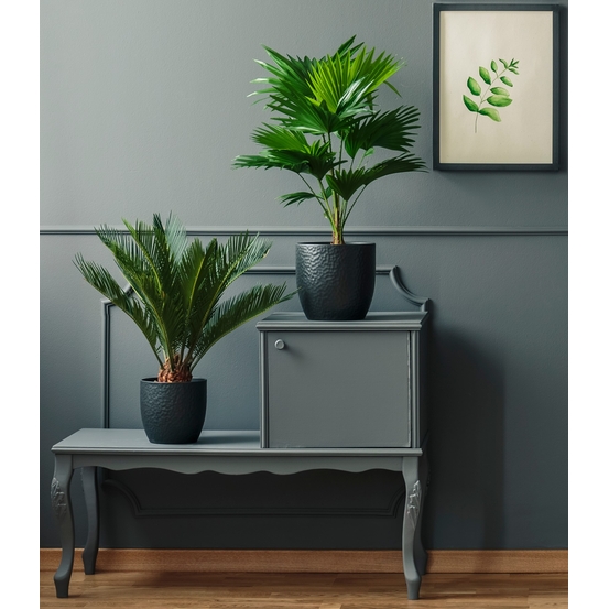 Palmier, Cycas Revoluta - pot D14cm