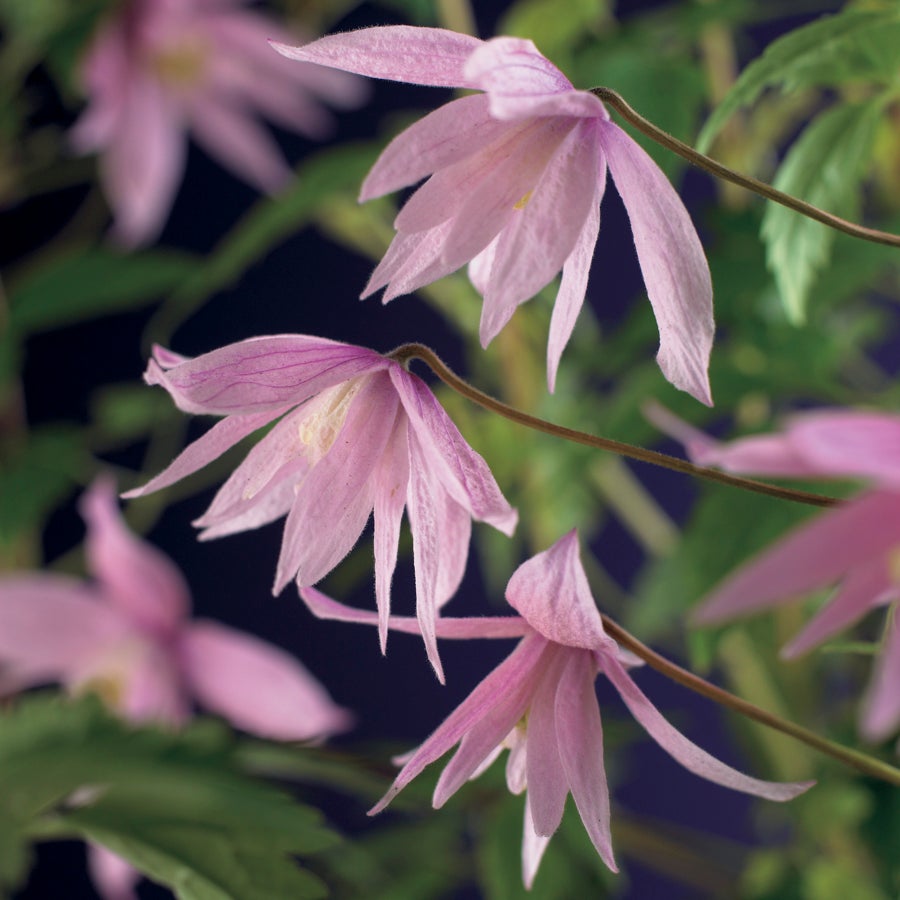 Bosrank (Clematis macropetala 'Markham's Pink') D 16 H 75 cm