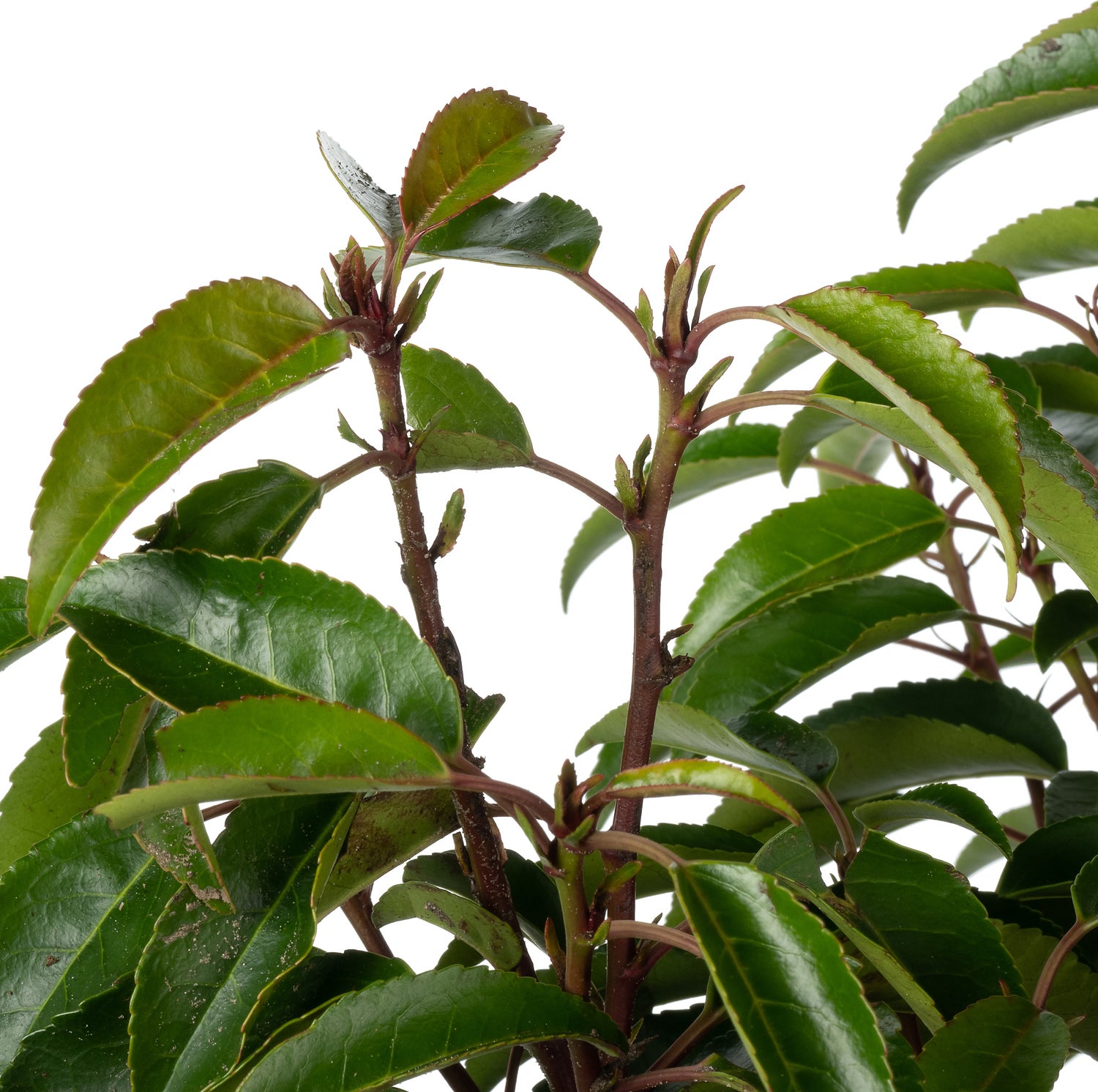 Portugese Laurier (Prunus lusitanica 'Angustifolia') D 30 H 80 cm