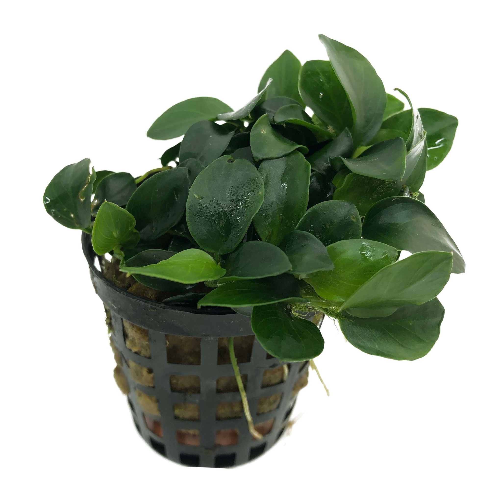 AquastoreXL Plantenpakket Extra Small 1
