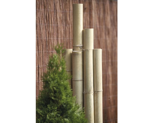 Bamboebuis Ø 4-5 cm, lengte 200 cm