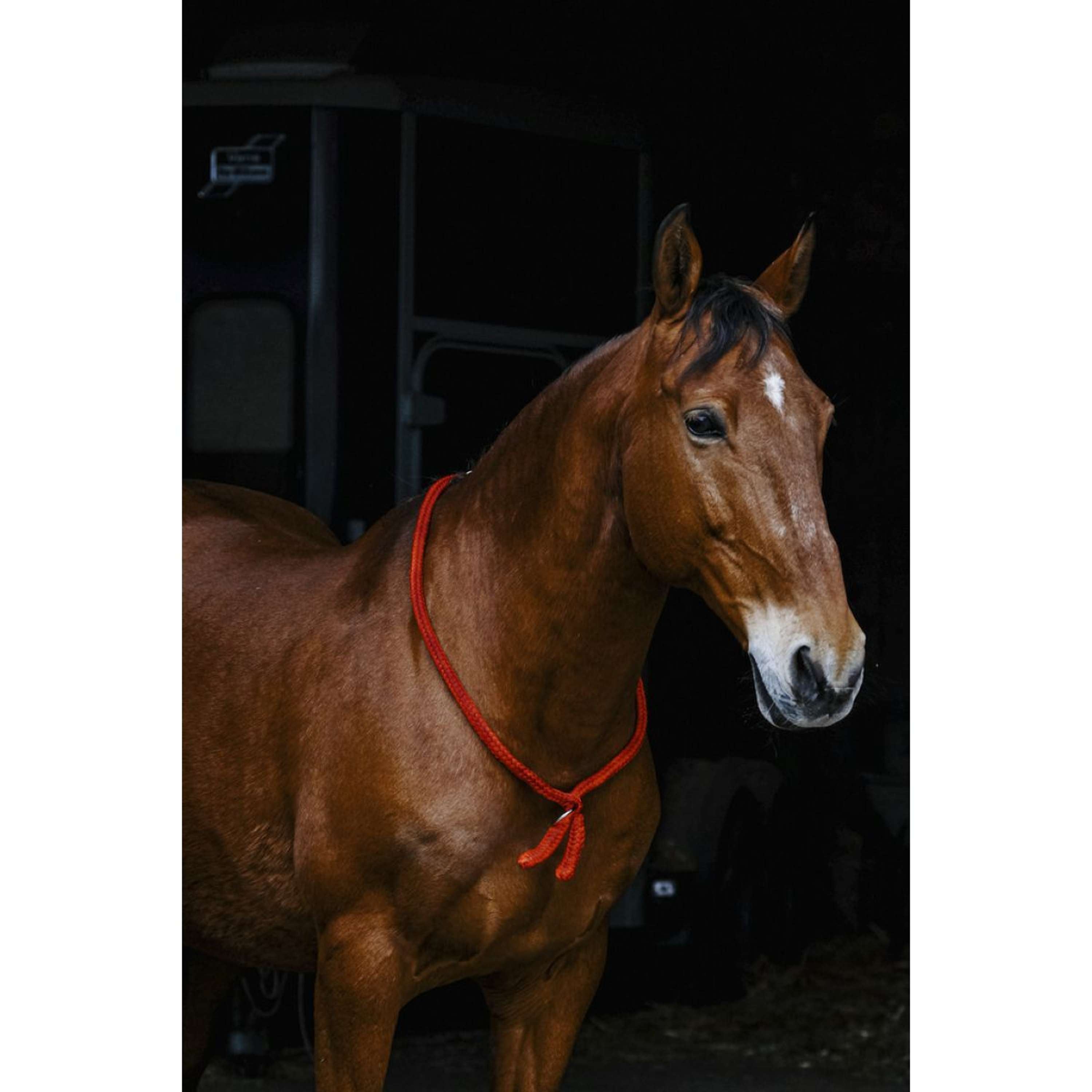 Norton Neckrope Rood