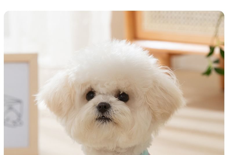 Cissilli - Print Piping Pet Top