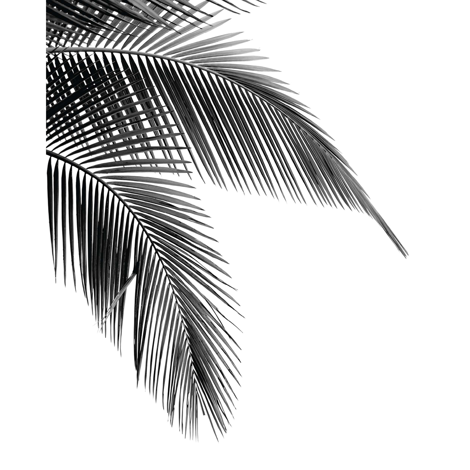 Gerahmtes Bild PALMENBLATT - schwarz-weiß - 40x50 cm