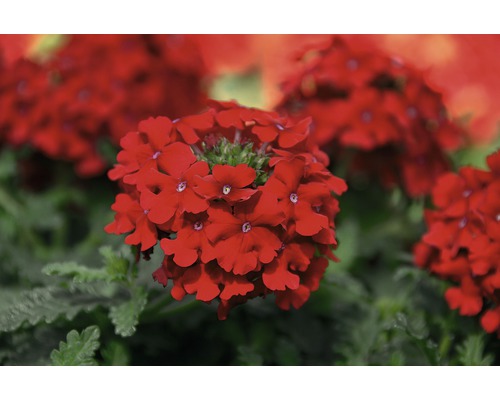 Verbena, Vervain FloraSelf Verbena x Hybrida Ø 10,5 cm pot