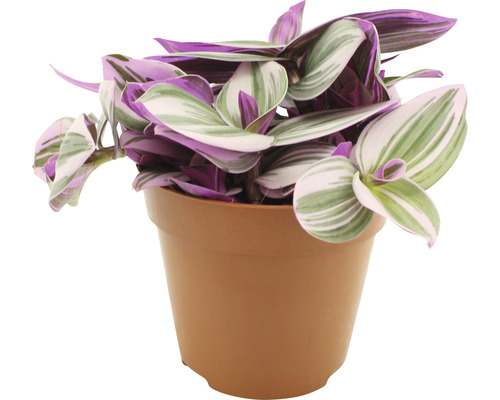 Tradescantia zebrina 'Nanouk' FloraSelf, ca. 20 cm hoog, potdiameter 12 cm
