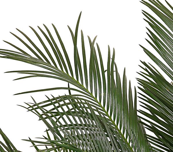 Sagopalmfarn - Cycas revoluta
