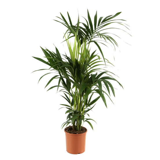 Kentia H120cm - Pot D 21cm