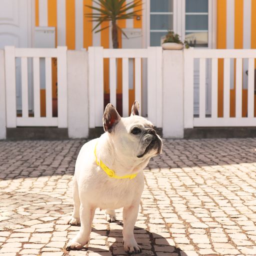 Coleira para cães Dashi Colorflex amarela em TPU