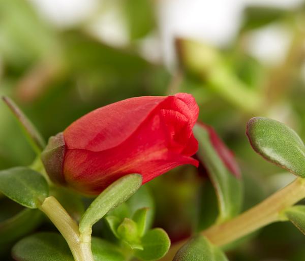 Portulakröschen