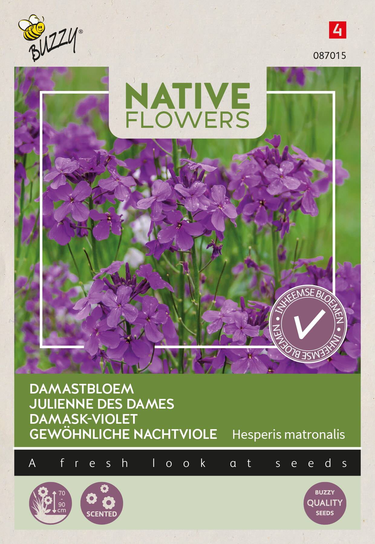 Buzzy bloemenzaad damastbloem(Hesperis matronalis)