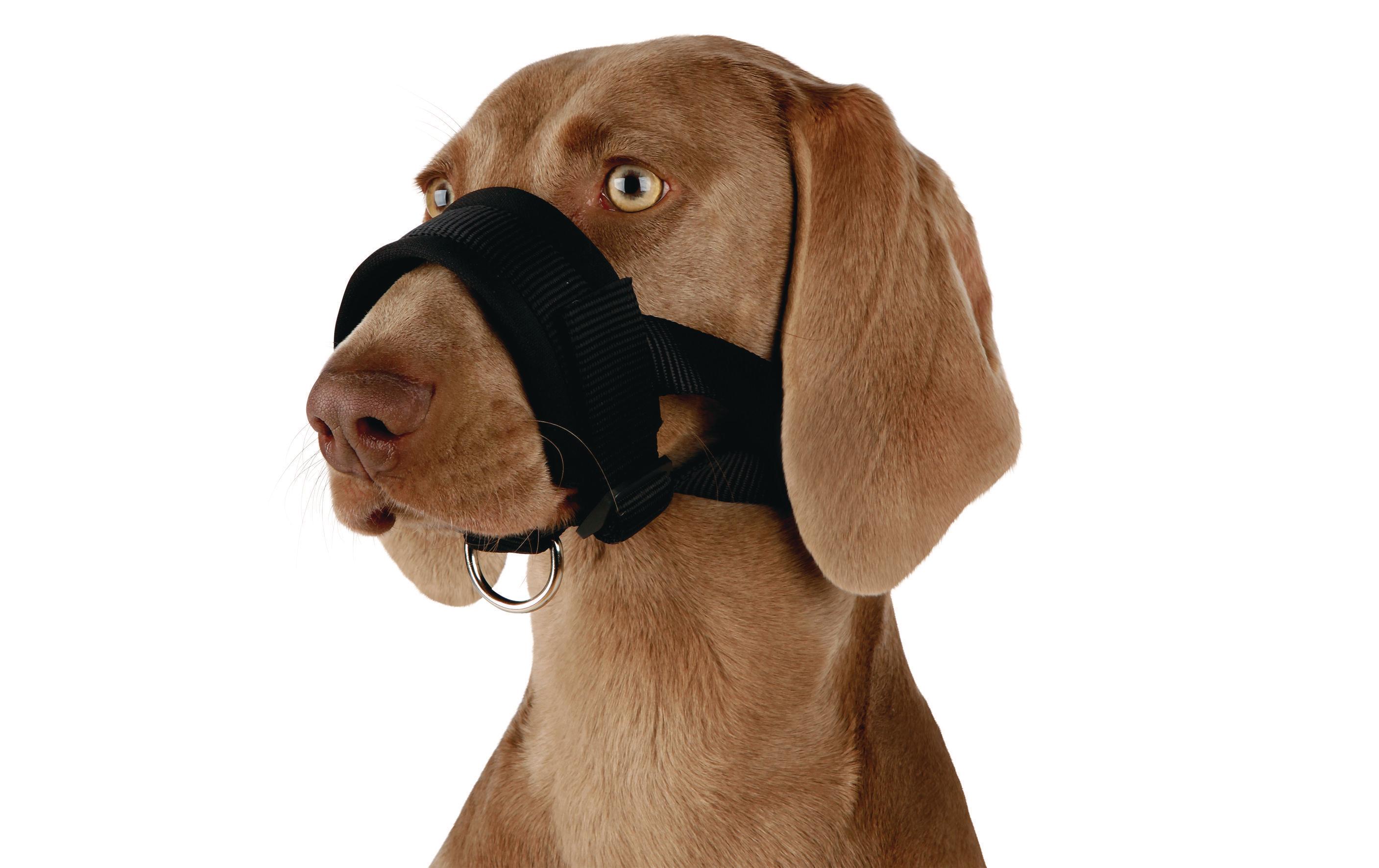Maulschlaufe Nylon LMaulschlaufe für Hunde