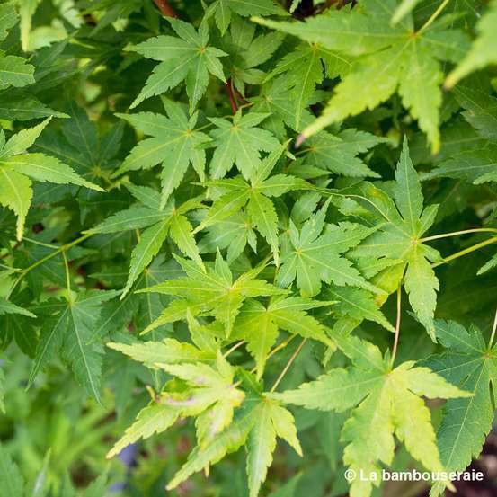 Acer palmatum 'Sango-Kaku' : C15L h.80/100cm