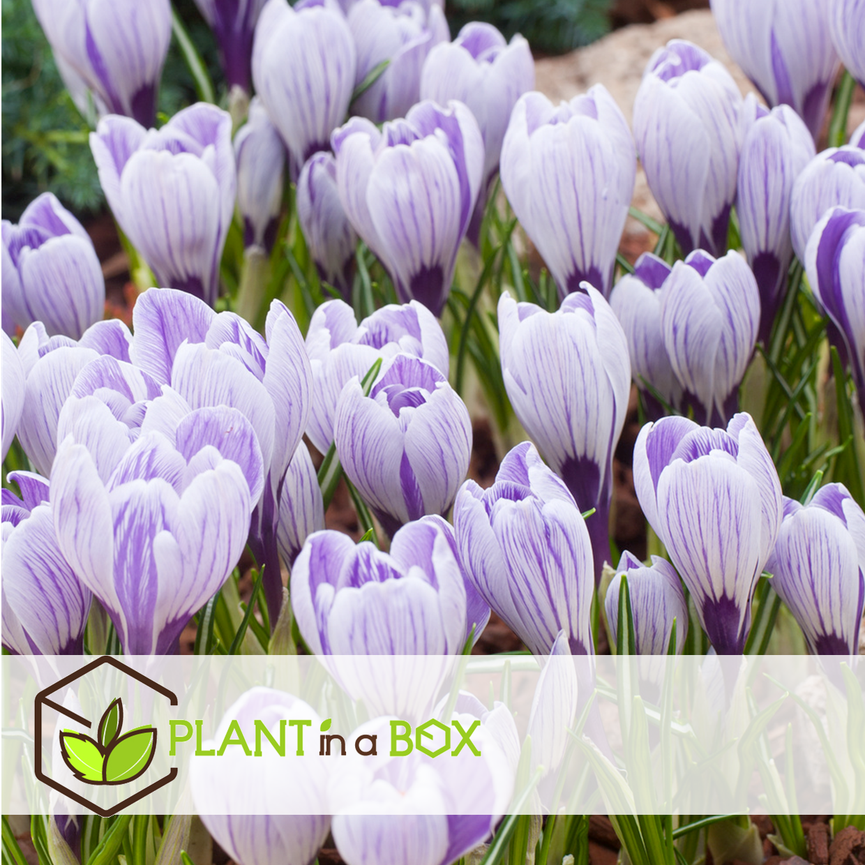 Crocus pickwick - bulbes à fleurs x60 - violet / jaune