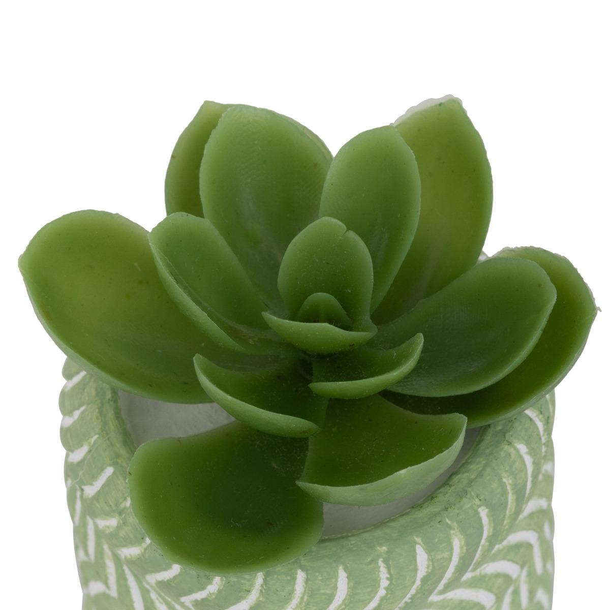 MINI PLANTE GRASSE POT CIMENT UBI H.7CM